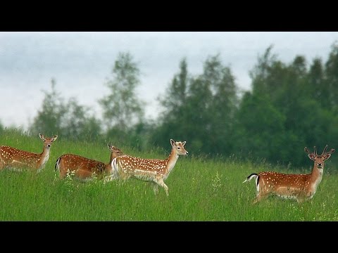 Лань европейская летом. Fallow deer in summer.