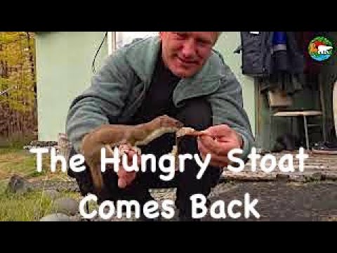 Возвращение голодного соседа, или как погладить горностая. Сибирь. / The Hungry Stoat Comes Back