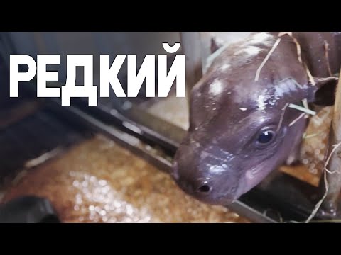 Карликовый бегемот родился в зоопарке во Франции