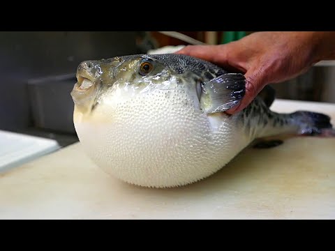 Рыба фугу - деликатес с риском для жизни