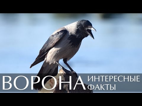 Ворона - интересные факты