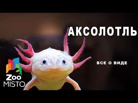 Аксолотль - Все о виде амбистом | Вид амбистом - Аксолотль