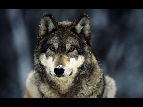 Документальный фильм про волков / Documentary about wolves.