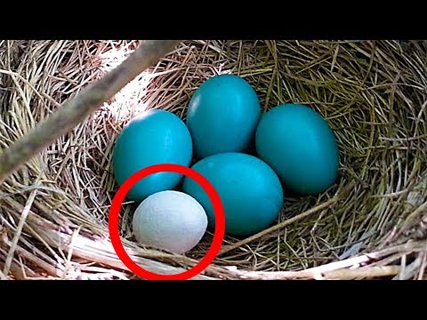 Почему кукушка подбрасывает яйца в чужие гнёзда?