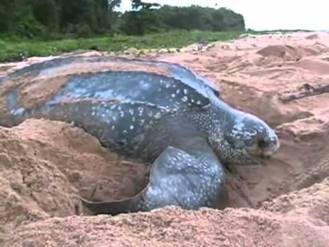 Самая крупная морская рептилия – кожистая черепаха