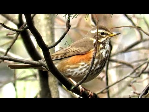 Дрозд Белобровик поет, Song Redwing Bird