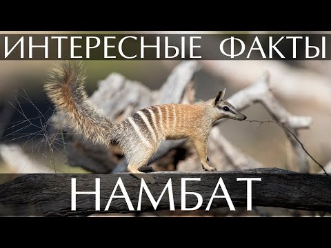 Намбат - интересные факты (Сумчатый муравьед, мурашеед)