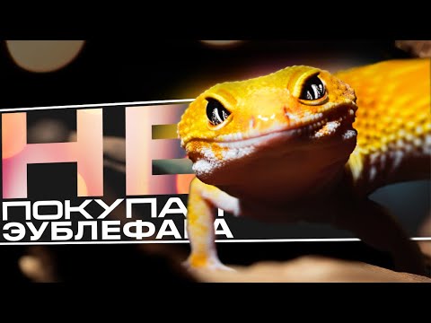 5 ПРИЧИН НЕ ЗАВОДИТЬ ЭУБЛЕФАРА | ЧЕМ ОН ПЛОХ?