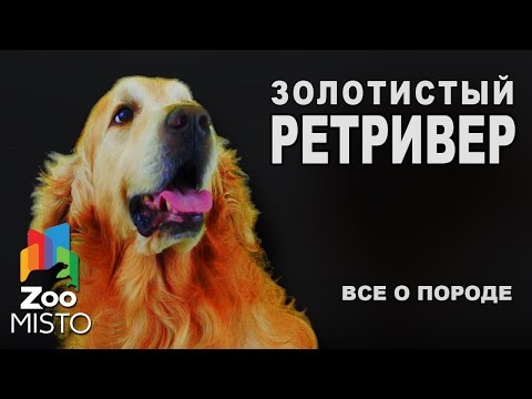 Золотистый Ретривер - Все о породе