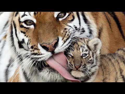 Тайная Жизнь Тигров / The Secret Life of Tigers | 4K |