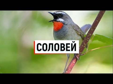 Соловей птица. Образ жизни и среда обитания соловья