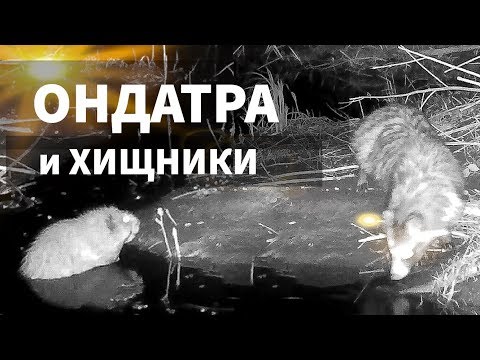 Ондатра и хищники / REAL animals