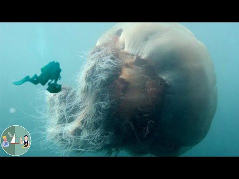 Арктическая цианея. Самая большая и самая опасная медуза в мире