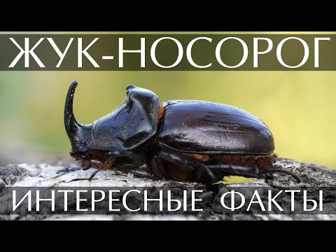 Жук носорог - интересные факты