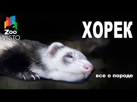 Хорек - Все о животном | Домашний Хорек | Фретка