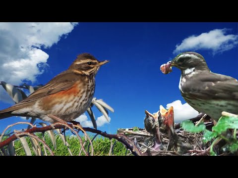 Дрозд-белобровик открывает свои тайны / Птицы России - Фильм 60 (Turdus iliacus)