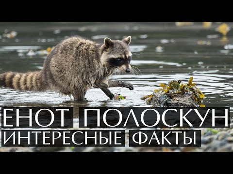 Енот полоскун - интересные факты