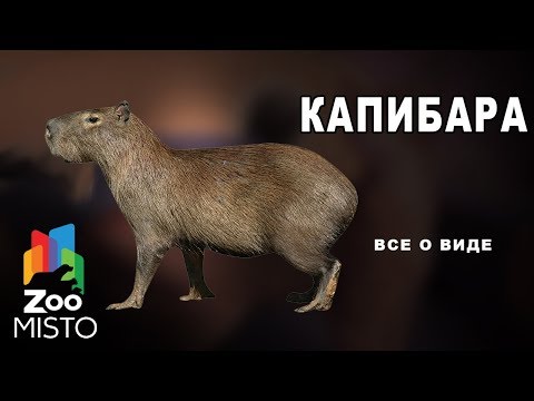 Капибара - Все о млекопитающем | Млекопитающее капибара