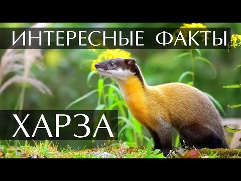 Харза интересные факты