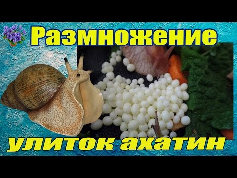 Размножение африканских улиток ахатин. Беременность улиток. Разведение ахатин в домашних условиях.