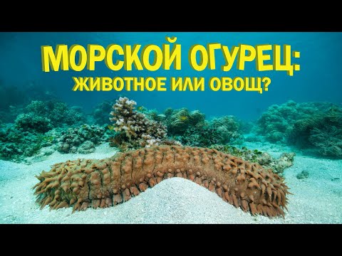 Морские огурцы: подводные пылесосы | Познавательное видео | Удивительный мир беспозвоночных