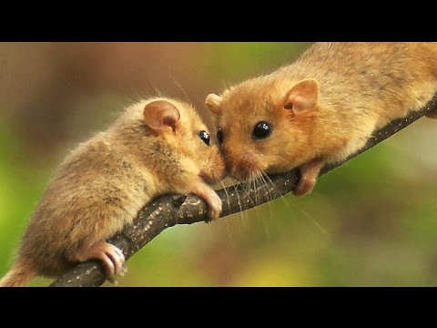 Соня орешниковая (Muscardinus avellanarius) - Hazel dormouse | Film Studio Aves