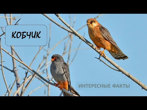 КОБЧИК🐦/Животные life/Птицы/Животные/Интересные факты