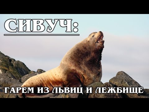 СИВУЧ: Северный морской &quot;лев&quot; | Интересные факты про тюленей