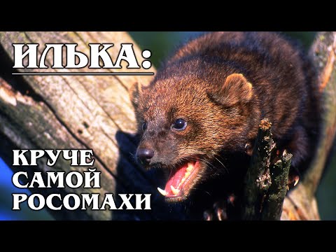ИЛЬКА (КУНИЦА-РЫБОЛОВ): Американская &quot;росомаха&quot; | Интересные факты про семейство куньих