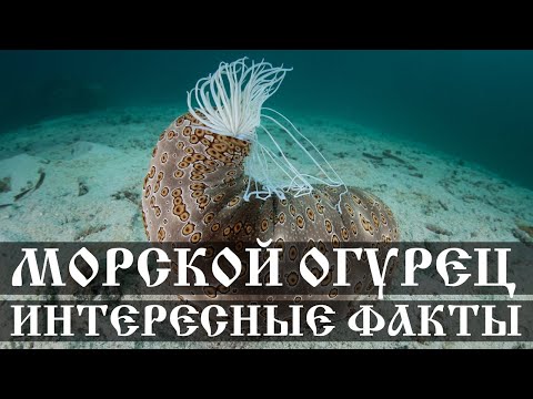 Морской огурец - интересные факты