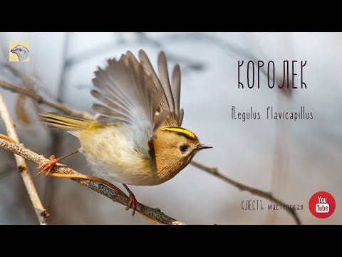 КОРОЛЕК. самая маленькая птица России. АУДИО-РАССКАЗ для детей и всех интересующихся биологией