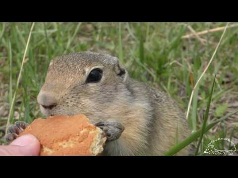 Суслики