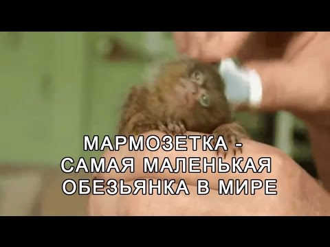 Мармозетка — самая маленькая обезьянка в мире.