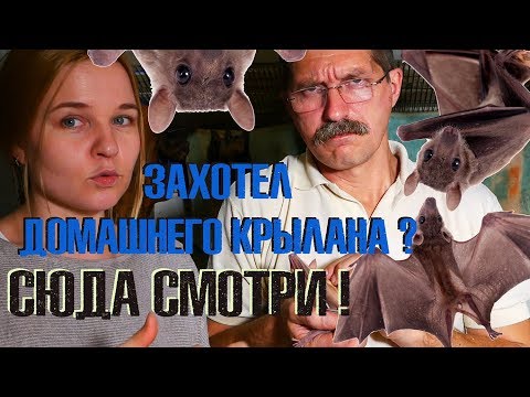 Домашняя летучая собака: содержание и уход.