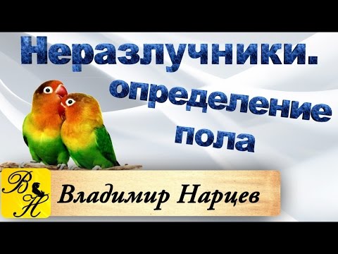 Неразлучники. Определение пола. Содержание, разведение.