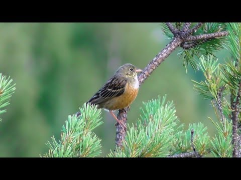 Садовая овсянка ( Emberiza hortulana )