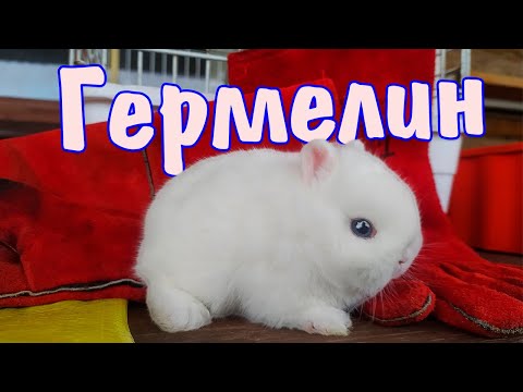 Гермелин - голубоглазое чудо, декоративный кролик