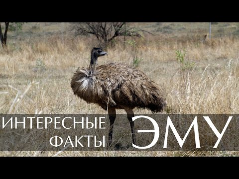 Эму интересные факты