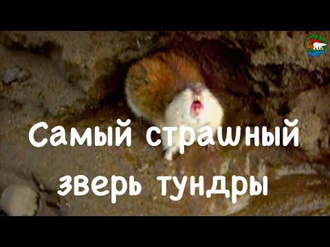 Грозный лемминг. Река Лена. Саха (Якутия) / Siberia