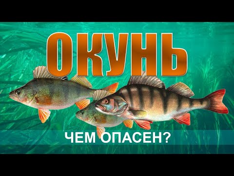 ОКУНЬ. Все что нужно знать о рыбе окунь. Как и где ловить