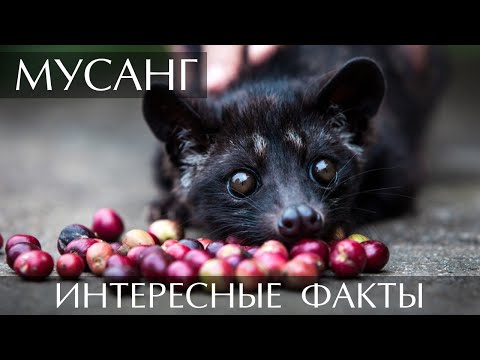 Мусанг - интересные факты