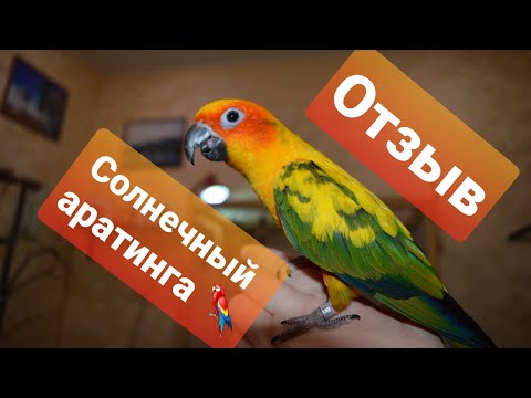 СОЛНЕЧНЫЙ АРАТИНГА. ОТЗЫВ О ПОПУГАЕ.