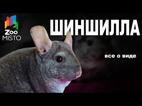 Шиншилла - Все о виде грызуна | Вид грызуна - Шиншилла