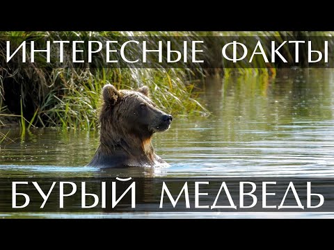 Камчатский бурый медведь сочинение 5 класс по картине