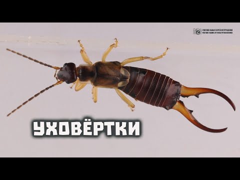 Уховёртки. Эти насекомые залезают в уши спящим людям и откладывают яйца в мозг. // Clever Cricket