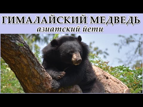 ГИМАЛАЙСКИЙ МЕДВЕДЬ - Азиатский йети