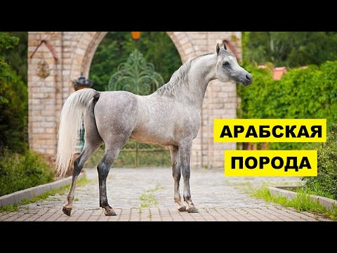 Арабская лошадь разведение и особенности породы | Коневодство | Арабская порода лошадей