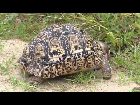 Леопардовая черепаха - Leopard tortoise