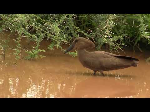 Hamerkop. Молотоглав (2526sp)