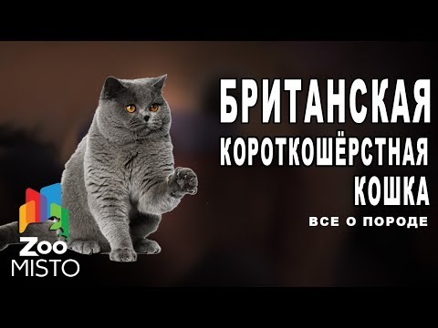 Британская короткошёрстная - Все о породе кошки | Кошка породы - Британская короткошёрстная